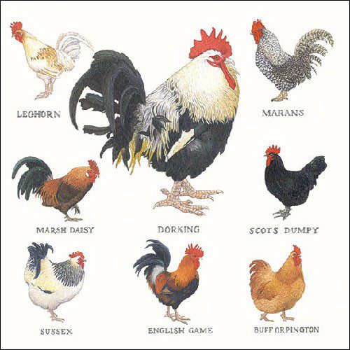 Farmyard Hens Luncheon Napkins – 2 Packets