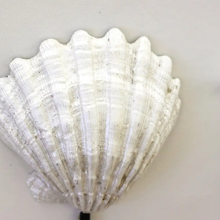 White shell wall sconce hook on a light gray background
