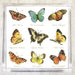 Paper napkin with a collection of nine illustrated butterflies, featuring various species and colors, labeled with their scientific names in a white background