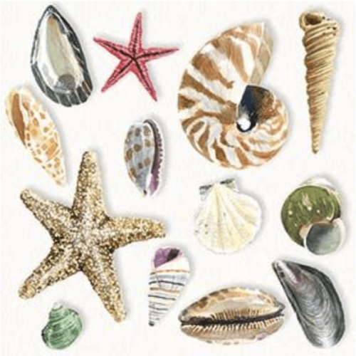 Napkins with an assortment of shells like clams, star fish, oysters, scallops, queen conch on a white background