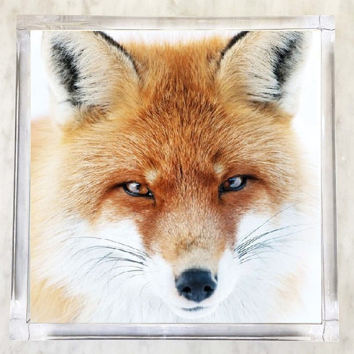 Louis Fox Luncheon Napkins — paper napkins with bold photographic fox face print