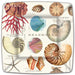 Square seashell dinner paper plates with vintage shell illustrations, 10.5 inch, set of 8