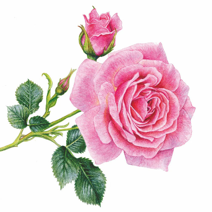 single pink rose cocktail napkin